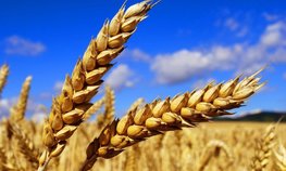 Кредитование сезонных полевых работ увеличилось на 23,7 %