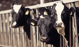 Благодаря программе льготного кредитования в Чувашии строят энергоэффективную молочную ферму
