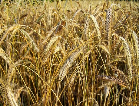 РЖД из-за спада объемов перевозок зерна могут отменить тарифные скидки в 2019 году