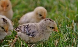 В Хабаровском крае развивают сельхозпотребкооперацию и малые формы хозяйствования