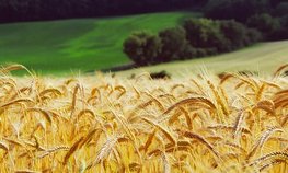 АО СК «РСХБ-Страхование» разработало новый продукт по страхованию урожая