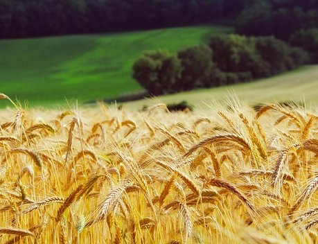 АО СК «РСХБ-Страхование» разработало новый продукт по страхованию урожая