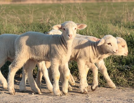 В Забайкалье на поддержку овцеводства в 2019 году выделят 35 млн рублей