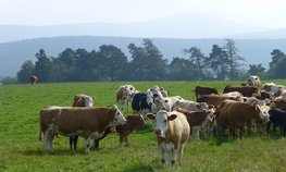 Господдержка помогает развитию молочного скотоводства в Алтайском крае