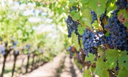 На поддержку виноградарства и садоводства в Крыму выделено более 680 млн рублей