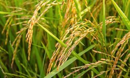 В Дагестане выделят около 120 млн рублей на поддержку рисоводства