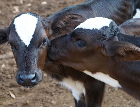 Семейные молочные фермы Иркутской области получили гранты на развитие
