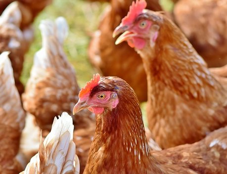 Приморье просит Правительство РФ компенсировать часть ж/д тарифа на перевозку зерна для птицефабрик