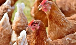 Приморье просит Правительство РФ компенсировать часть ж/д тарифа на перевозку зерна для птицефабрик