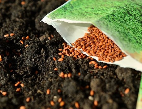 В Курганской области появятся дифференцированные субсидии на приобретение семян
