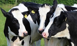 Аграрии Ставрополья получили 120 млн рублей господдержки на приобретение племенного молочного скота