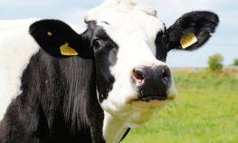 Новая молочная ферма открылась в Нижегородской области