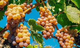 На Кубани направят свыше 700 млн рублей на закладку виноградников