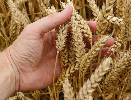 Аграрии Кубани получат 102 млн рублей на элитное семеноводство