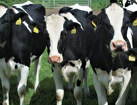 В 2019 году на субсидии по содержанию коров в ЛПХ в Татарстане предусмотрен 391 млн рублей