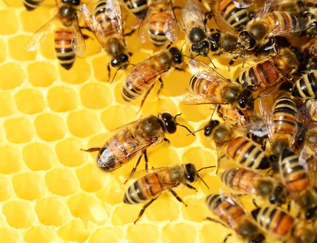В Пензенской области поддержат пчеловодов