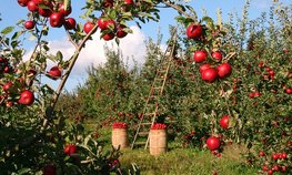 Сельхозкооперативы Кубани получат 420 млн рублей на развитие