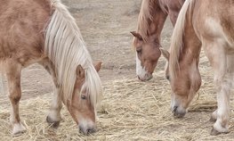 В Башкирии в 2019 году более 100 млн рублей направят на развитие коневодства