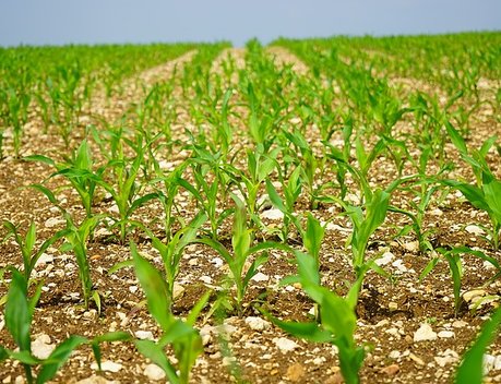 АО СК «РСХБ-Страхование» предлагает страховую программу для защиты урожая