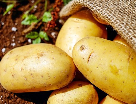 В Красноярском крае обсудили развитие картофелеводства и овощеводства