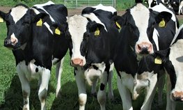 Ставропольские аграрии получат 108 млн рублей на приобретение молочного скота