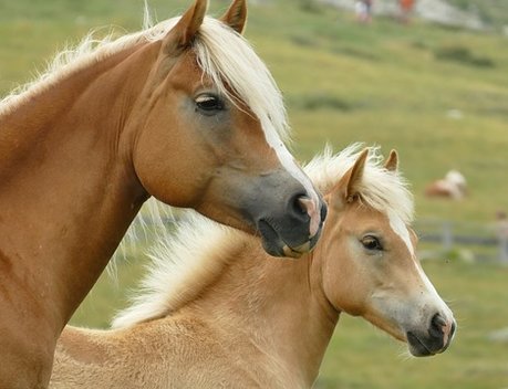 Животноводы Татарстана могут получить субсидии на приобретение и содержание татарской породы лошадей