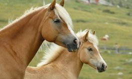 Животноводы Татарстана могут получить субсидии на приобретение и содержание татарской породы лошадей