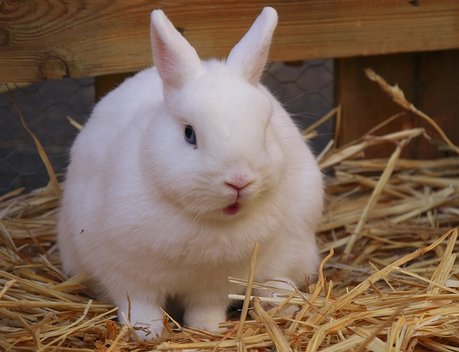 На Кубани с помощью господдержки открыли кролиководческую ферму