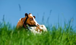 АО СК «РСХБ-Страхование» разработало условия страхования крупного рогатого скота в рамках социальных контрактов