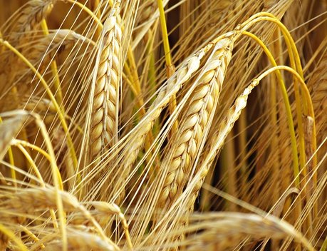 Общественный совет при Минсельхозе одобрил стратегические направления развития зернового комплекса и сельских территорий