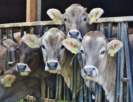 Смоленским молочным фермам возместят затраты на технологический аудит