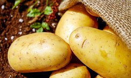 Производители картофеля и агротехнических культур Подмосковья получат около 75 млн рублей господдержки