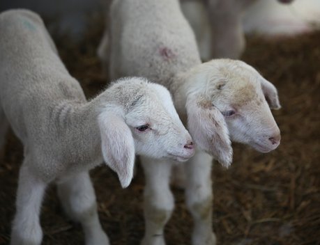 Минсельхоз разработает стратегию развития овцеводства и козоводства