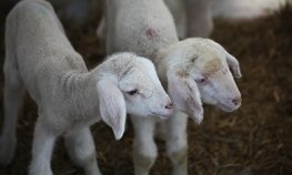Минсельхоз разработает стратегию развития овцеводства и козоводства