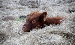 Правительство Иркутской области окажет поддержку начинающим фермерам