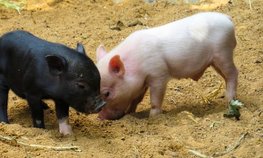 Челябинский филиал «АльфаСтрахование» застраховал свиней мясоперерабатывающей корпорации «Ромкор» на 220 млн рублей