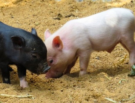 Челябинский филиал «АльфаСтрахование» застраховал свиней мясоперерабатывающей корпорации «Ромкор» на 220 млн рублей