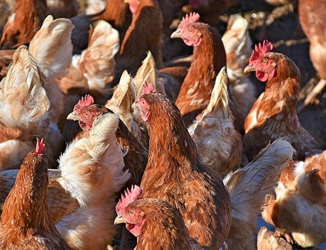 В Правительстве обсудили подпрограммы ФНТП по разработке новых кормов и селекции кур-бройлеров