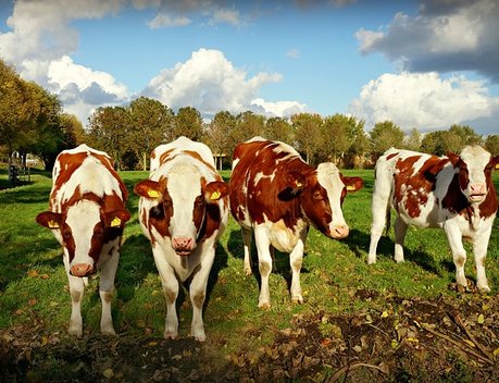 В Татарстане выделили 350 млн рублей на гранты семейным животноводческим фермам