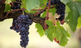 В Краснодарском крае выделено 100 млн рублей на развитие питомниководства в виноградарстве