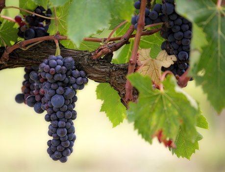 В Краснодарском крае выделено 100 млн рублей на развитие питомниководства в виноградарстве
