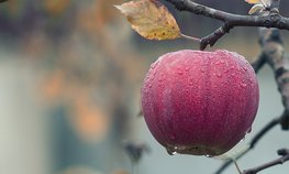 Аграрии Новосибирской области стали быстрее получать господдержку благодаря цифровым технологиям