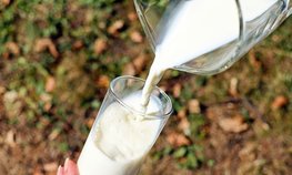 В Ставропольском крае на повышение продуктивности в молочном скотоводстве предусмотрено свыше 100 миллионов рублей