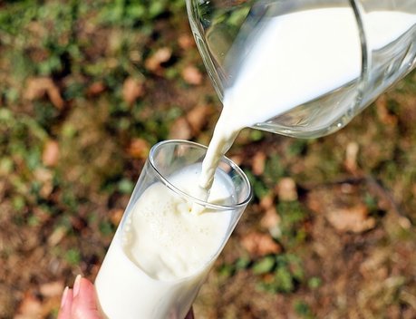 В Ставропольском крае на повышение продуктивности в молочном скотоводстве предусмотрено свыше 100 миллионов рублей