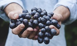 Государственная Дума осенью рассмотрит вопросы о льготах для виноградарей и виноделов