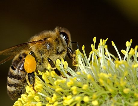 На возмещение ущерба липецким пчеловодам выделено свыше 9 млн рублей