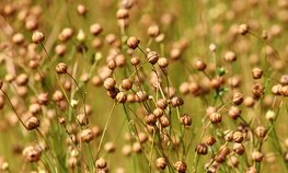 Льняной комплекс получит новый импульс развития