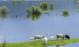 Почти 25 млн рублей компенсаций выплачено за пострадавшие из-за паводка огороды в Приангарье