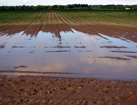 Ущерб хабаровских аграриев из-за наводнения составил около 130 млн рублей