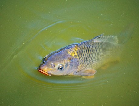Рыбоводам Приангарья возместят затраты на приобретение рыбопосадочного материала